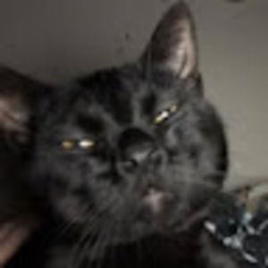 Meet your Posher, Shania